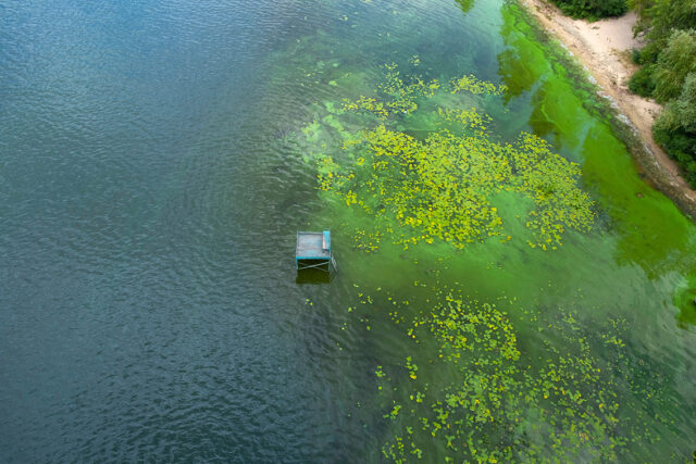 Is that green gunk toxic or tasty? Unraveling the mystery of algae