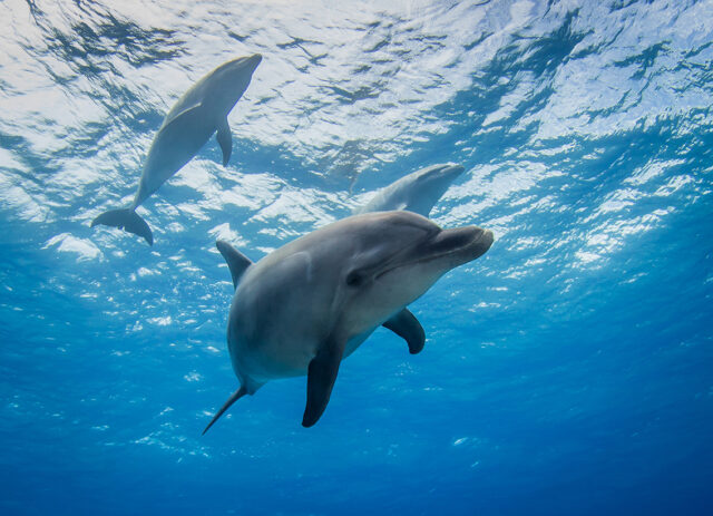 Understanding Dolphin Population Studies: The Role of Data Collection