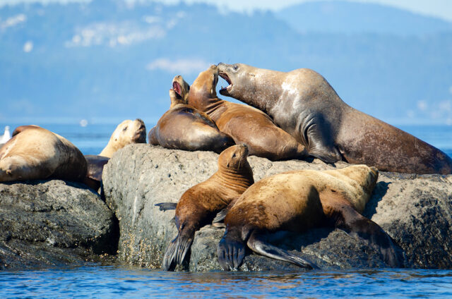 Unveiling the Secrets of California Sea Lions: The Role of Data Collection Software in Behavioral and Population Studies