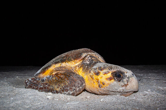 Enhancing Sea Turtle Nesting Surveys: The Power of Data Collection Software