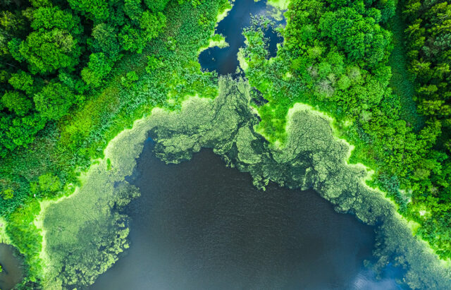 Algae, Always Abundant: A Global Perspective