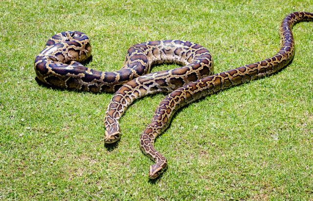 Pythons, Iguanas, Agamas, Oh My: Navigating the Surge of Invasive Species