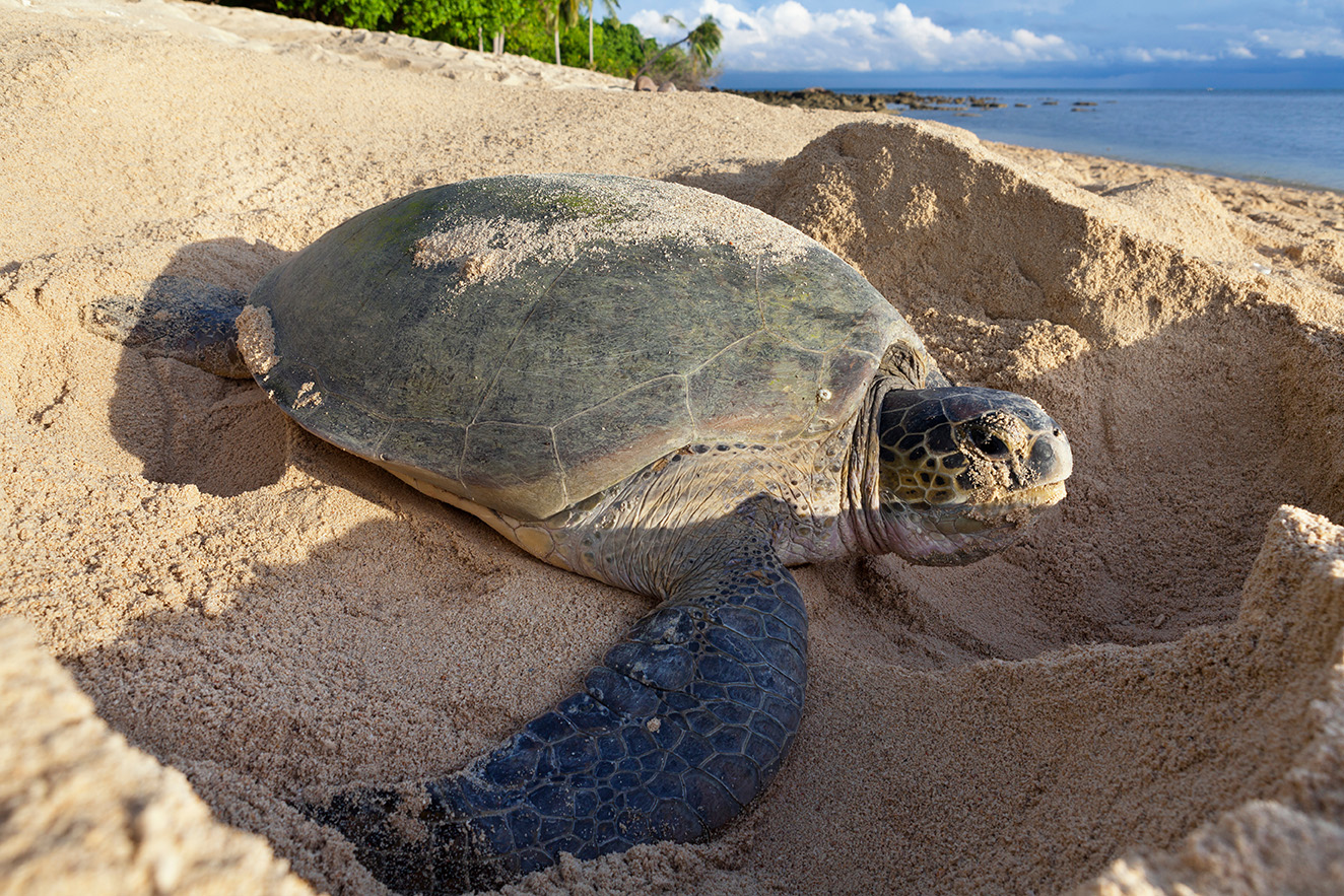 Championing Sea Turtle Conservation: The Sea Turtle Rescue, Assistance ...