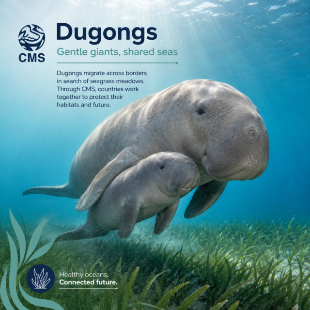 Strengthening Data for the UN-CMS Global Assessment of Dugong Conservation Needs