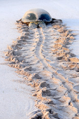 Why Long-Term Environmental Monitoring Matters