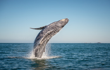 One Ocean. One Future. What It Means to WatchSpotter