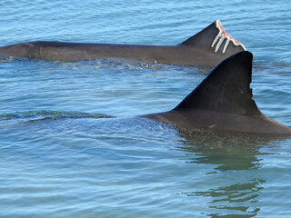 Conservation Begins With Understanding
